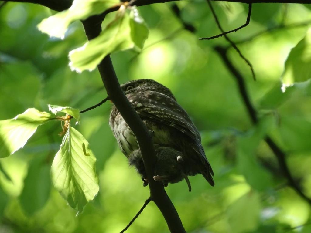 U Jadzi Pogorze Przemyskie Bircza Exterior foto